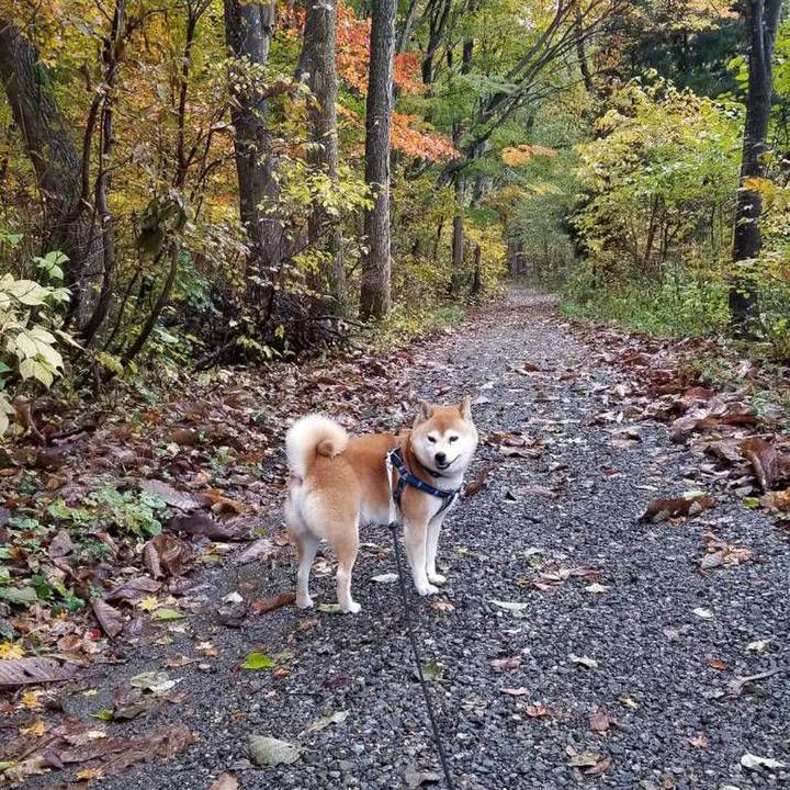 628d4d10 43a9 4401 aca7 12b2405440d4 1541487245179