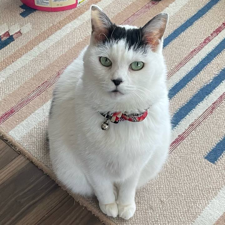 628ecf66 b6fe 4c3f 83f6 947ce15db36c 1738418358421