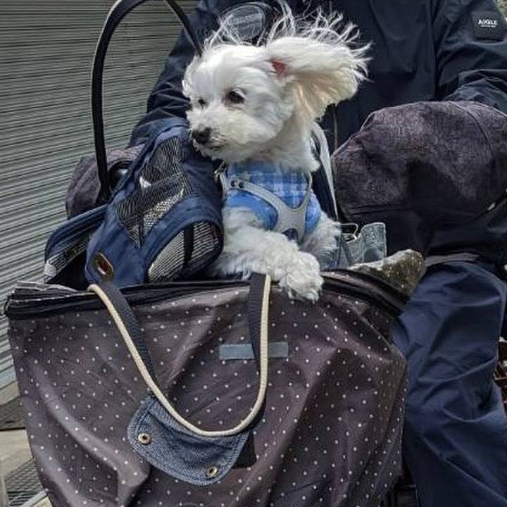 62910f74 0c0b 4dfe 9220 f64d58a3071d 1650195174691