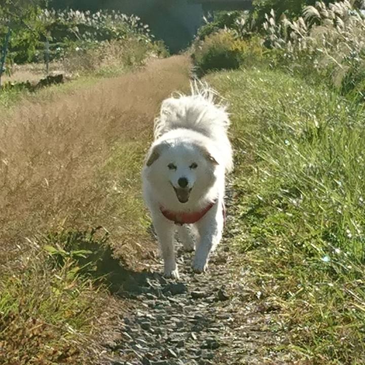 629264ce 336a 4a90 8659 d408c12c6397 1541115825292