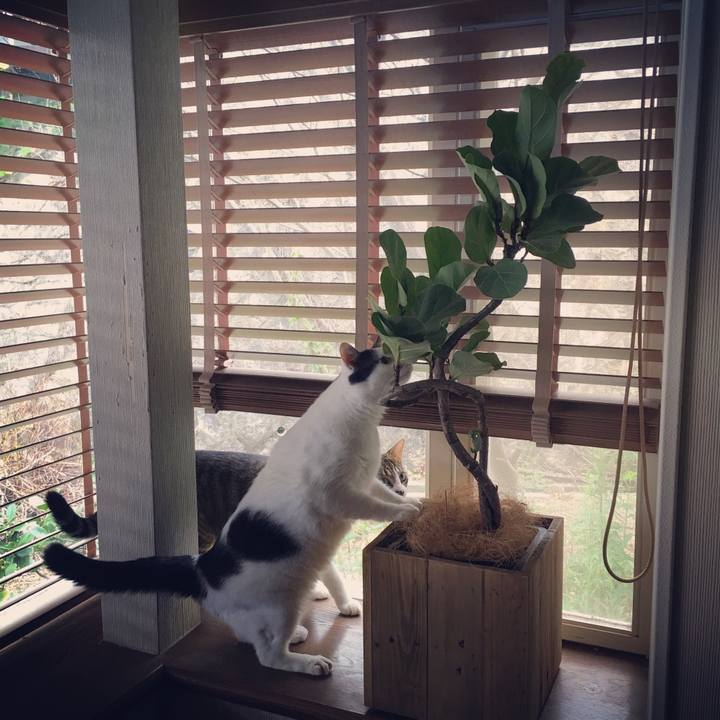 6295eb2b 2564 497c bf0f 1e67e046f4d2 1534426103052