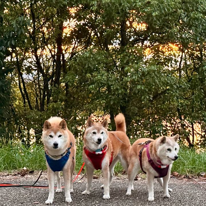 6296c299 fb82 46ef a8cd 41b00c39f35c 1758206977675