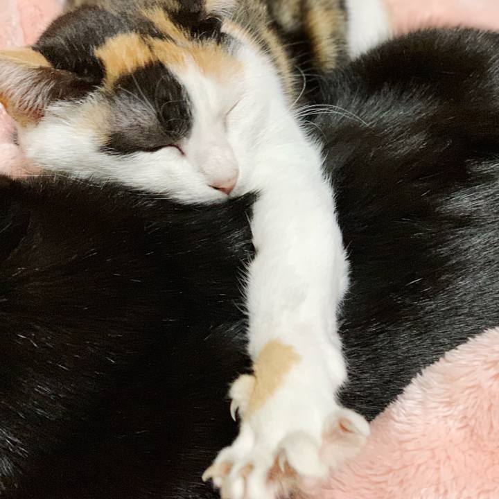 62971702 f70b 4606 ab87 8477a2a92f25 1544150904411