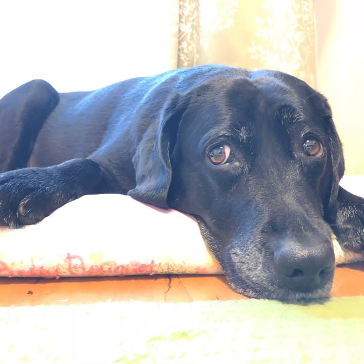 6299a62e 9e2e 4dc2 8641 8cbf3459996a 1529885427810