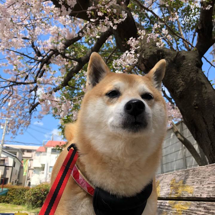 629cca8a dd2e 421a 959f 337e098c2bb6 1554871928622