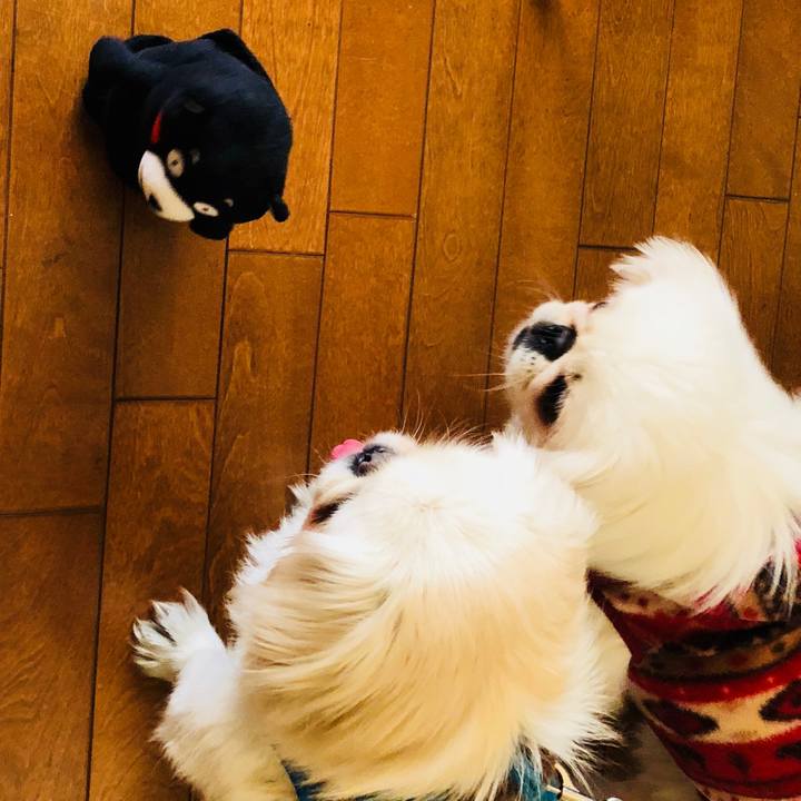 629e33cf 18d5 45e0 8e0e 439b22ddad35 1576504397252