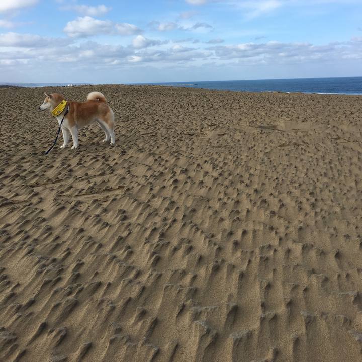 629eebe4 515d 4d2e 8a30 ef7b02cad5e5 1514606524221