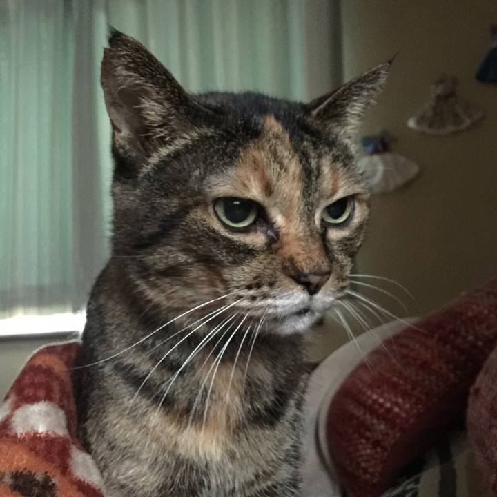 629f4484 00c7 43dc b4b1 1698ccf997fe 1575345321998