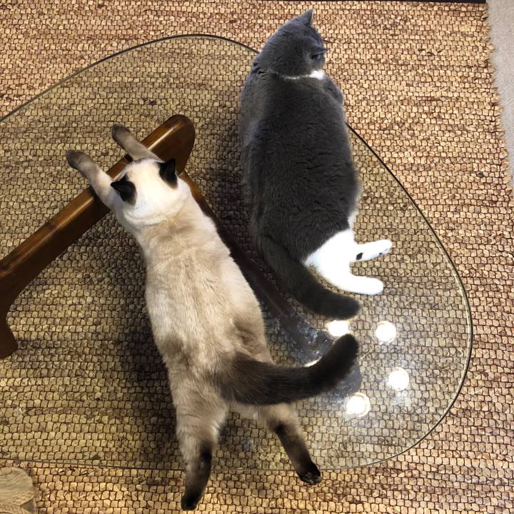 62a3988c 698b 4160 9b25 d34b8047389b 1597448626960