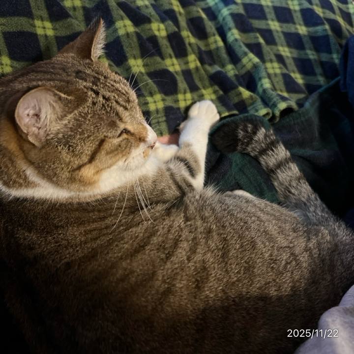 62a40dfa d112 4a04 873d 95ec6b728e29 1763788245539