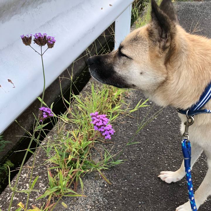 62a454c8 aaae 4e3d 978b 07bb8051bead 1535112697029