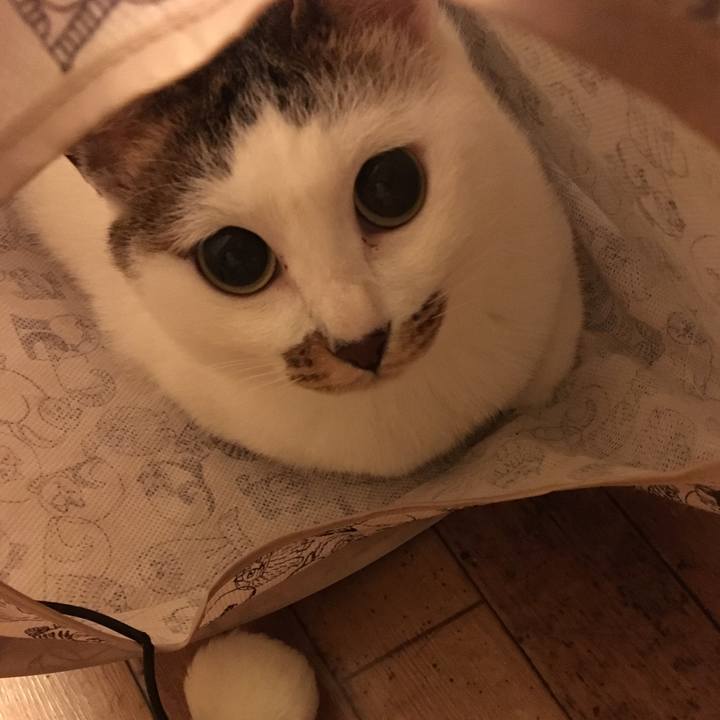 62a58b8a d8eb 4a9a b58d 986897a0945b 1542456917191