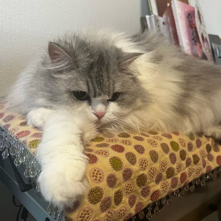 62a5d65e 9ffc 4797 8505 216adc2221cd 1734787749141