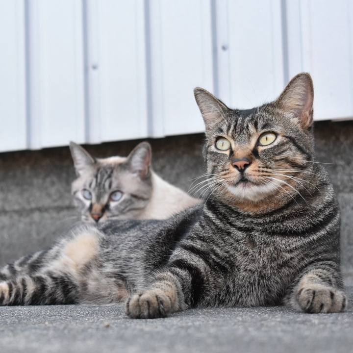 62a6481b a719 4aa9 963c 230ef9224978 1533948461990