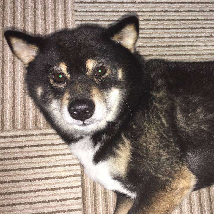 62a6f2a1 d2b0 449e b45f 99c49f7390ed 1513854528505