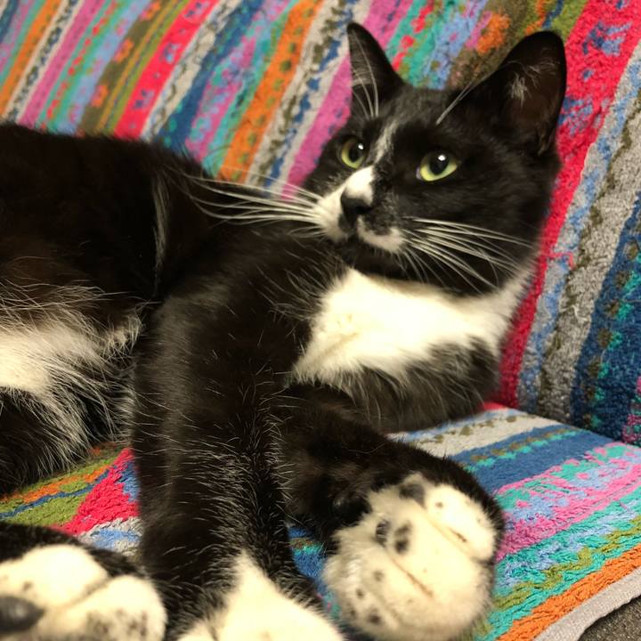 62a73a1c a053 4d9a b9ba 6bdbd96465a7 1527824766485