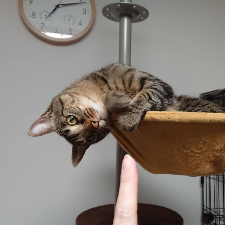 62a7765c c062 4e90 b4d4 f2f30d75893d 1516450318730