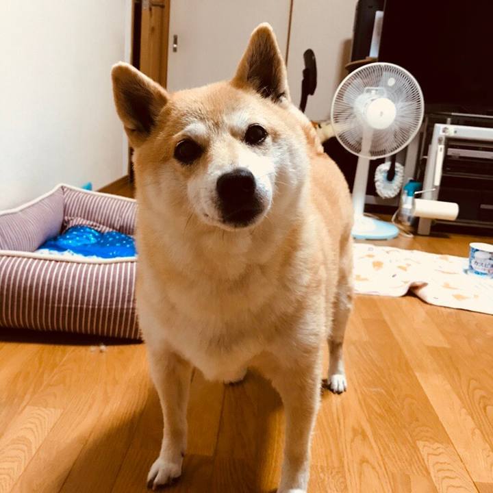 62ad57d5 3ab8 48cd 87cb b303b6a03773 1528762053741