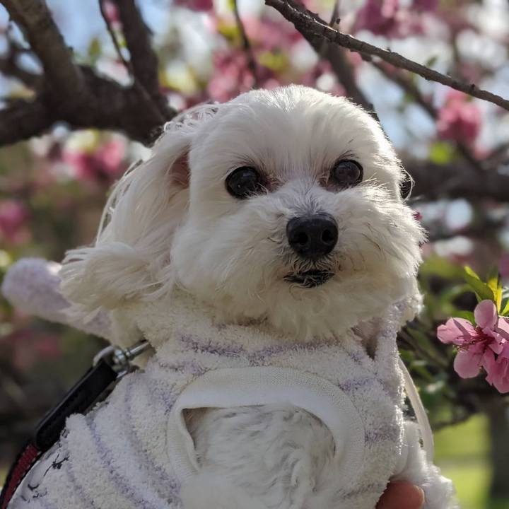 62aed04d 1559 4793 9631 6de78bdd1b32 1616239986804