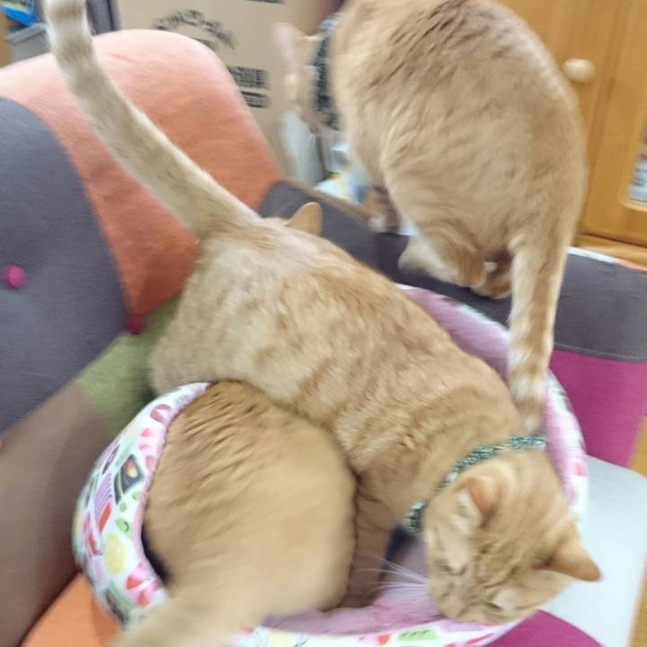 62b0f54b 17c7 40d4 a48e 632b710ebbb2 1562768971693