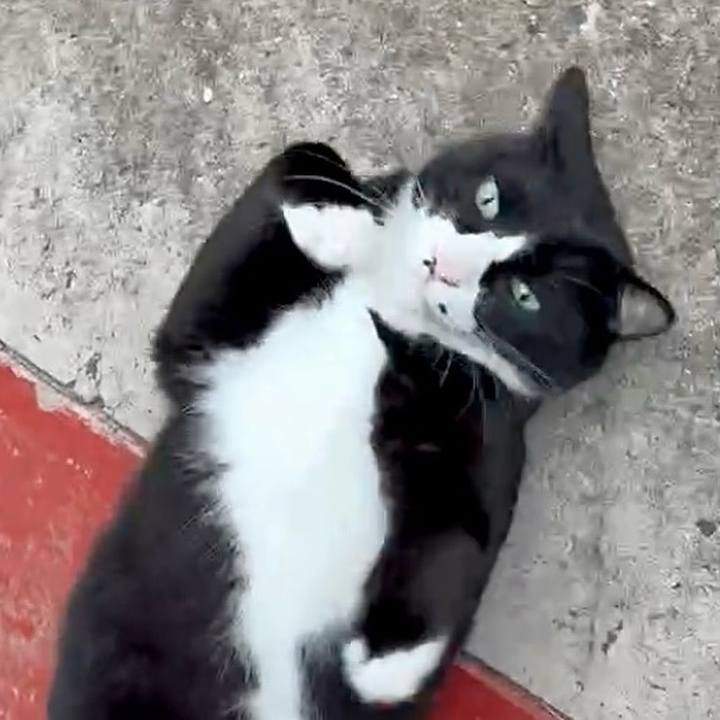 62b439df a9be 4b4d 8666 408ff702607c 1759544282889