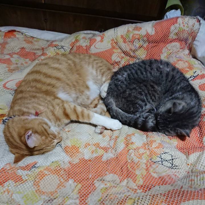 62b4ac5b 9ed3 4060 877e 2add92cb7573 1572354881845