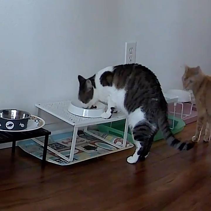 62b56ba6 78df 4c25 932d c79c5cd34079 1753583124560