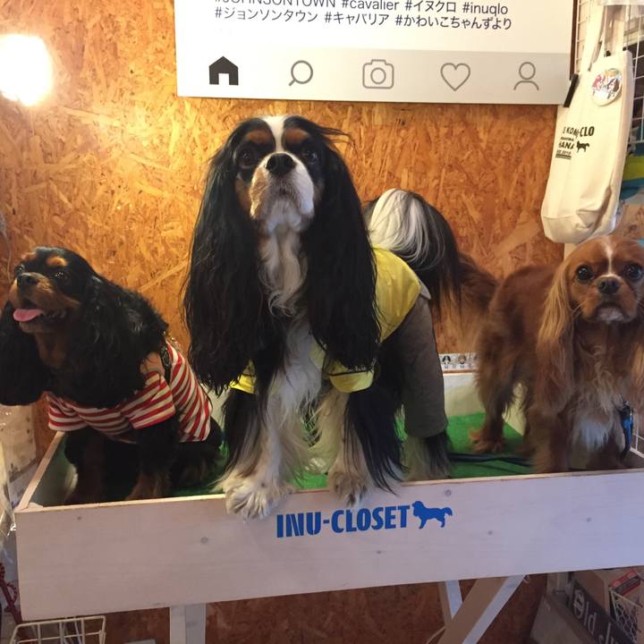 62b573ce b517 4df6 a944 7a98ef801503 1526555508027