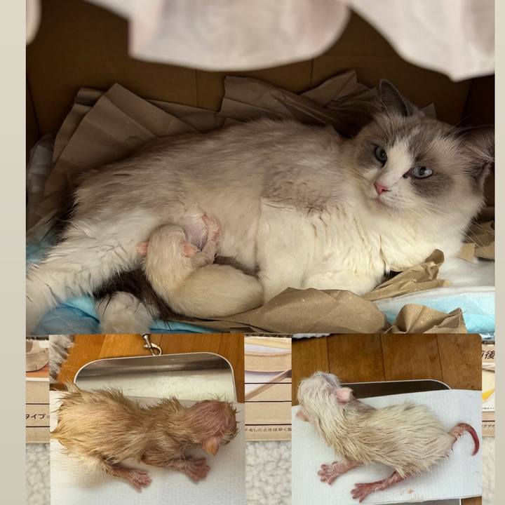 62b69349 f4ac 45e1 bf50 6aabc4a21761 1762479199253