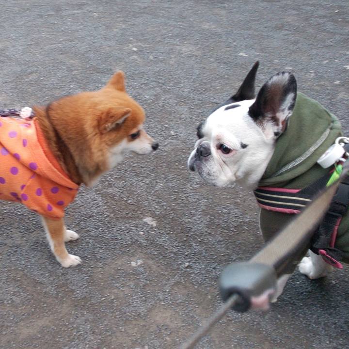 62ba4dad 984f 43ca af5c d65f53652888 1553332739686