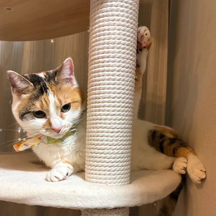 62bc206b a023 4e52 a785 a00384e0b483 1773059924814