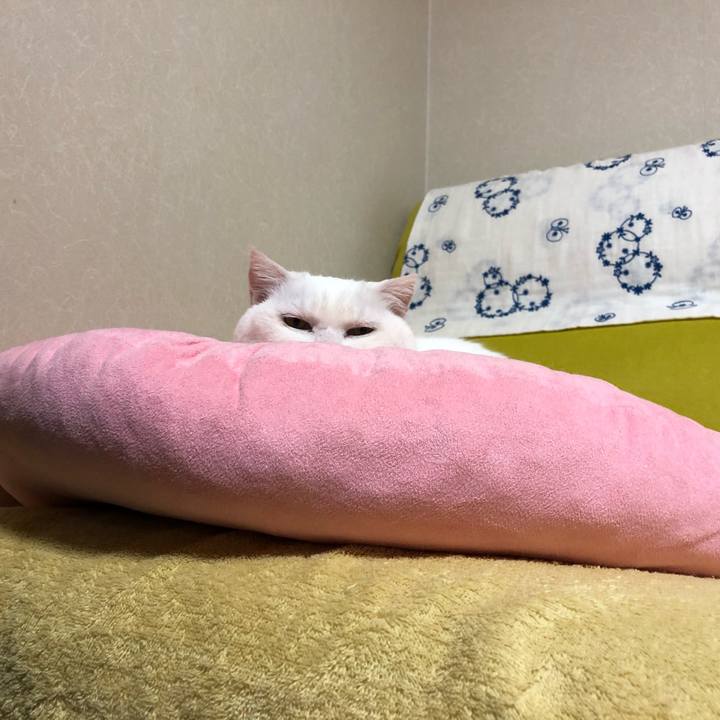 62bc8fc6 b521 408b 812d e9ba96df5822 1556584755474