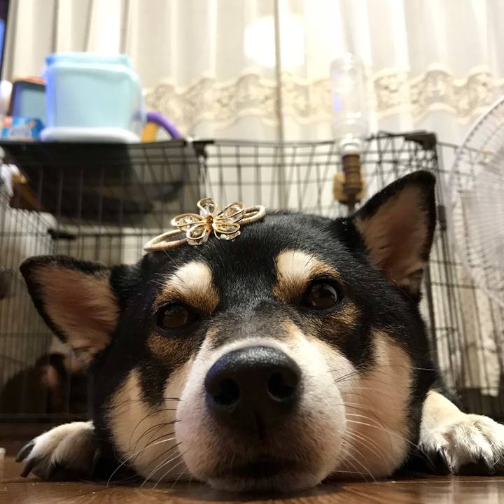 62bdc2d0 aebf 46ec b9d8 a05a2d22678b 1511862213032