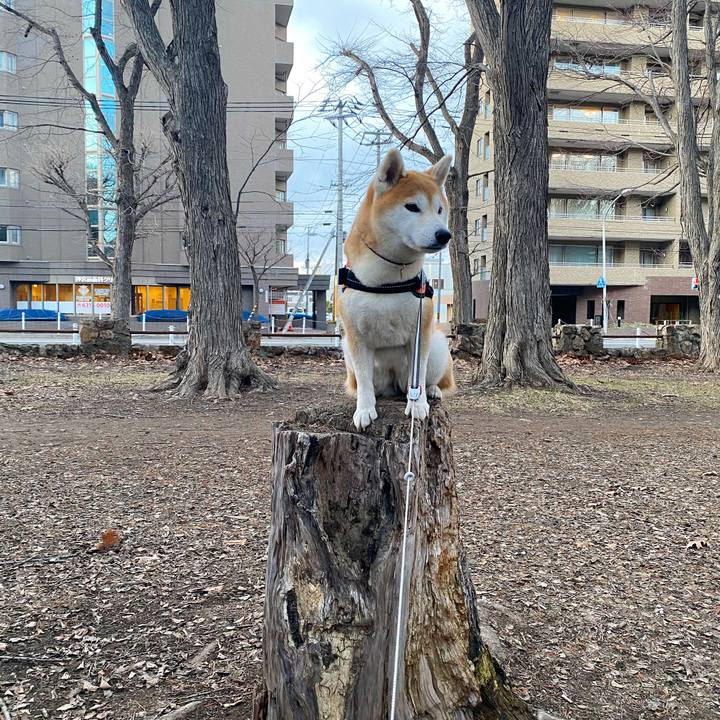 62c26039 c315 4854 9435 415321d5b2a1 1617273608638