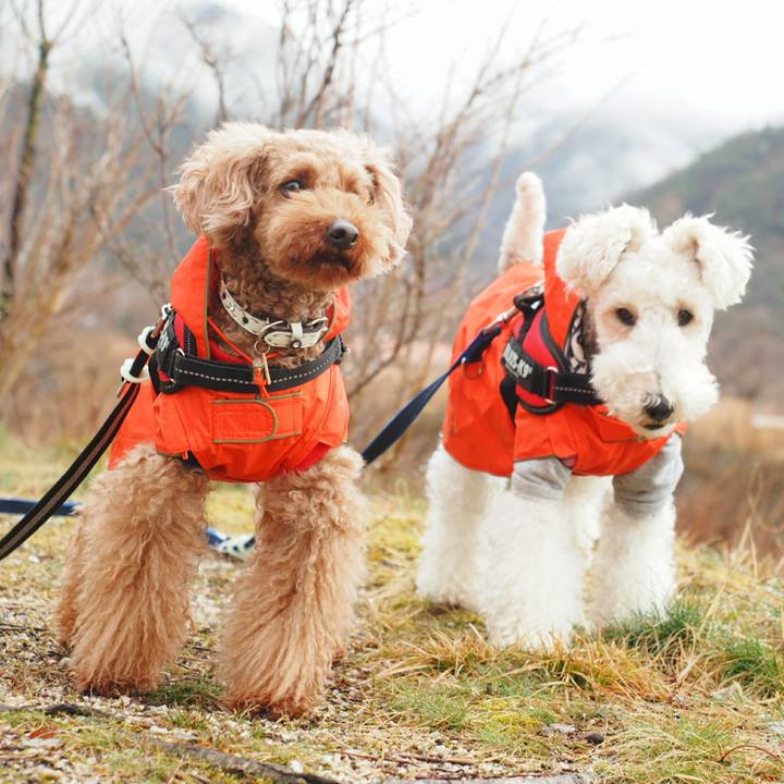 62c3f99f 382b 4eec 8730 0ceab13136f9 1521614798159