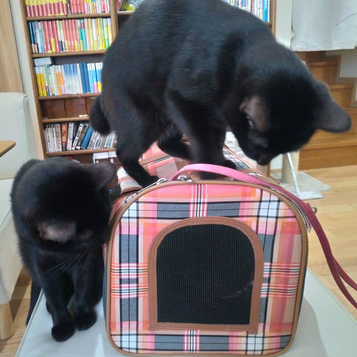 62c64de0 de43 4474 a5ae 9cd8fc823735 1553469883863