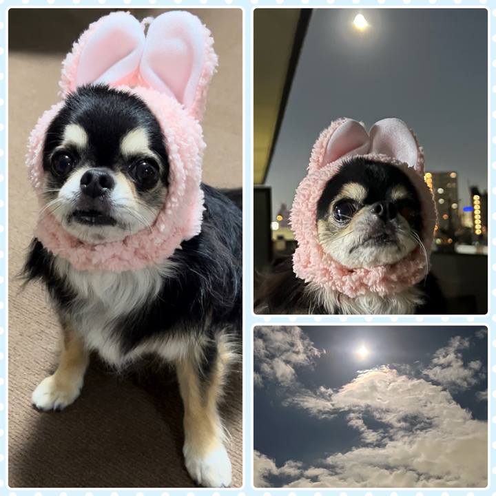 62c726d8 3392 499a b5b9 617a4b2a2236 1695984272135