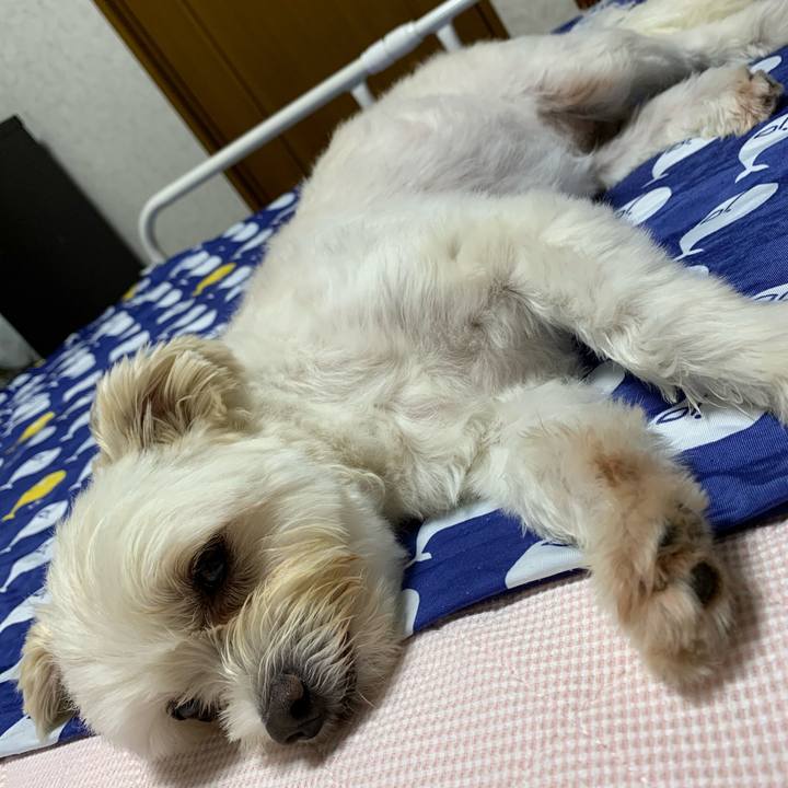 62c81d89 2b16 4a37 b992 bc89f2370e0d 1597407904666