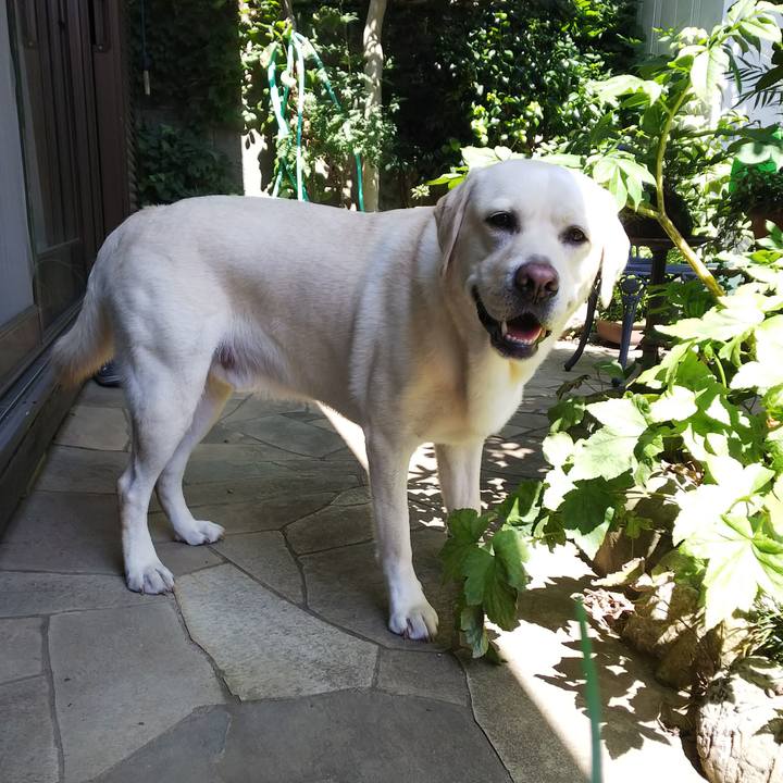 62c83eee e1c2 4e5f bbe5 9a4c634db4c1 1532062595937