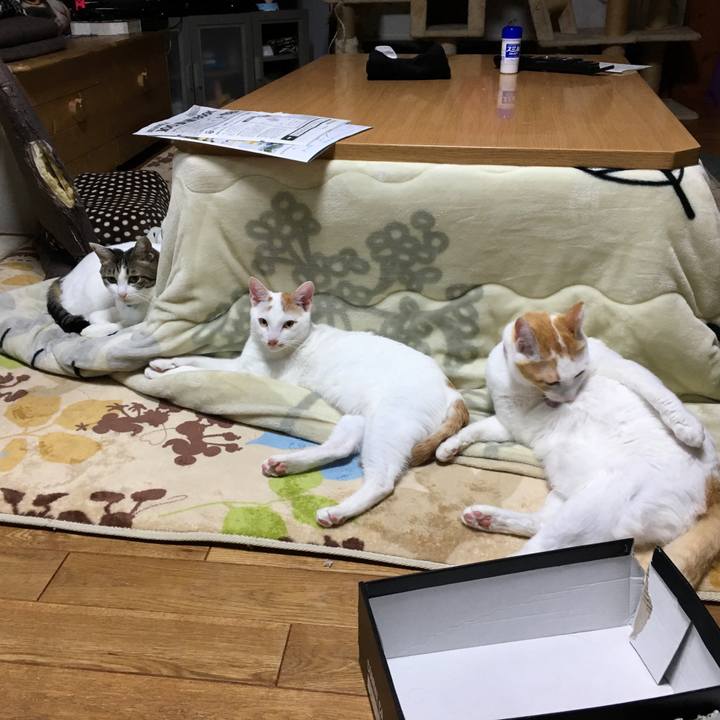 62c91351 f452 4037 91a1 19f26d737dd9 1512389338380