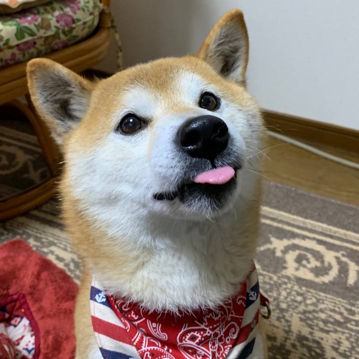 62c9b05a 3312 4063 a0ba e11fd30cc41b 1585391903948