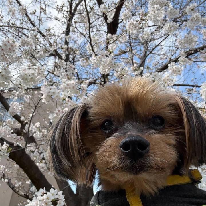 62cb27c0 0de3 4ccb 8fec f4f28271fc36 1774589218072