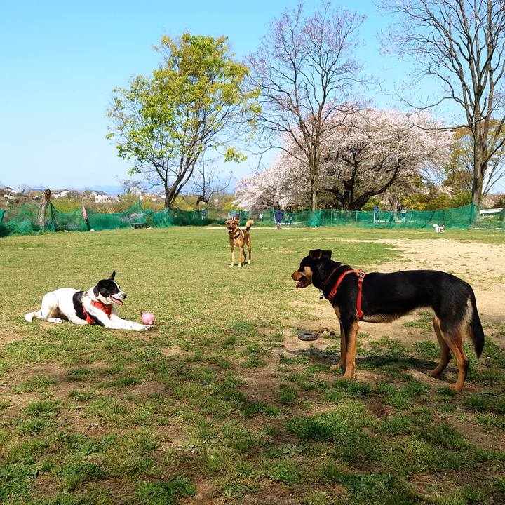 62cda5d8 e51b 4cd4 a860 7da4c7dcec78 1713059122264