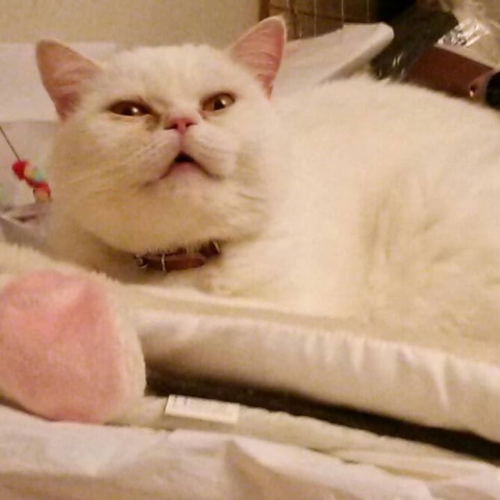 62cf2c97 3c2f 47f5 a9b3 173983b7a6ea 1511696875533