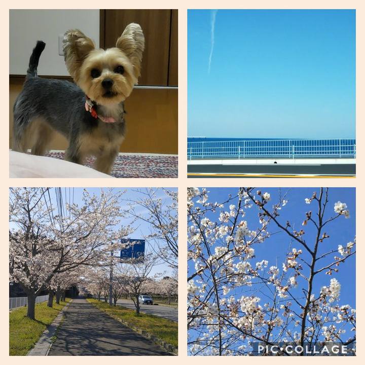 62cf3ed3 5de0 438e 9456 20b69b1bbcba 1586310311989