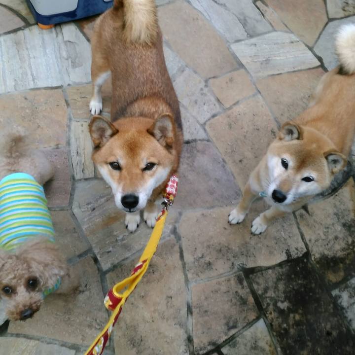 62d034ef 8bed 4661 97f5 3bddce86db96 1508236278780