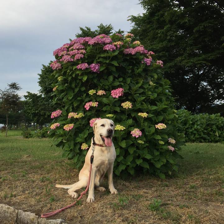 62d30cc9 9dd5 4dee 8599 81ae9170da41 1529401072000