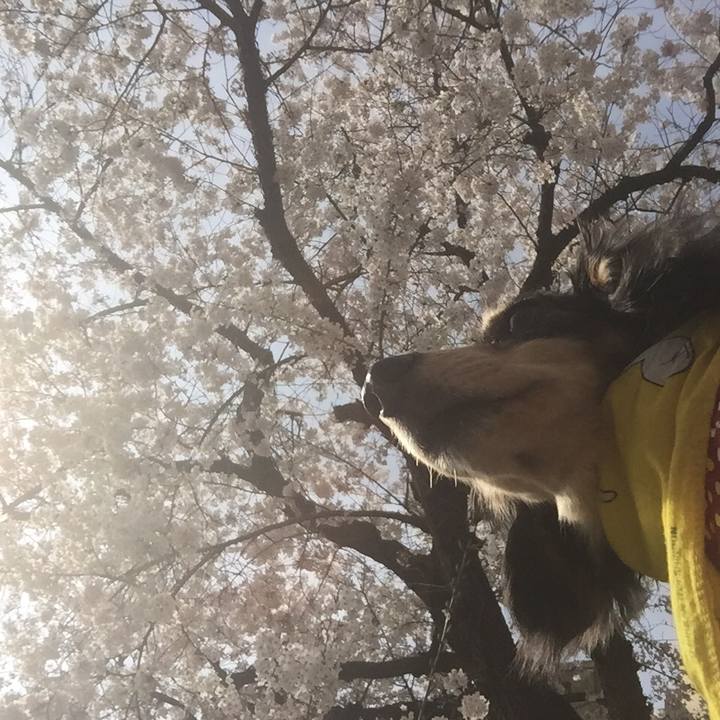 62d50166 aa9f 4028 9f0e d6723ac99033 1522110338056