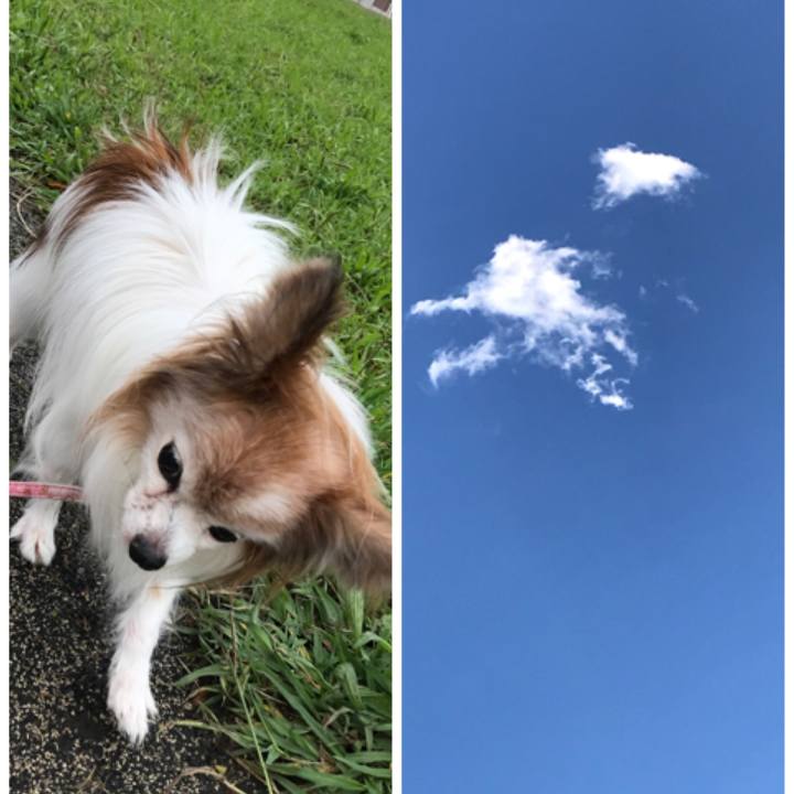 62d59949 47a6 43ba 9a04 05e709468ae7 1508735271568