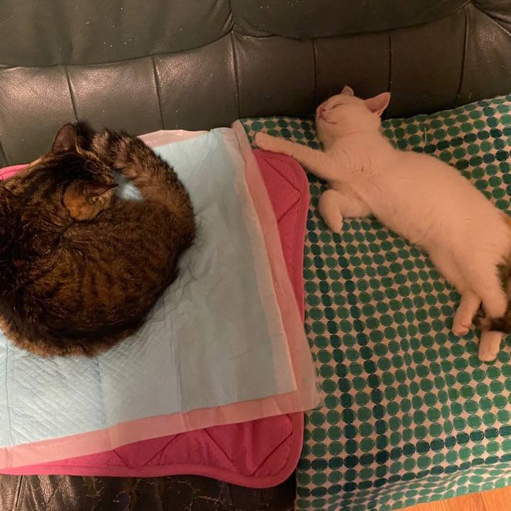 62d80f10 83a9 4d7a a1c2 6e570399611f 1593700728860